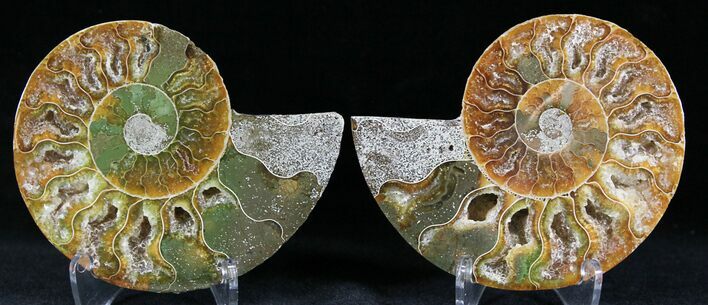 Polished Ammonite Pair - Million Years #26067